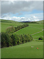 Hill pasture south-west of New Radnor, Powys