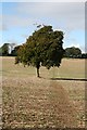 Field tree near Thedden Farm (1)