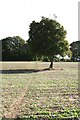 Field tree near Thedden Farm (2)