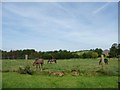 SO8958 : Horses grazing south of Offerton Farm by Christine Johnstone