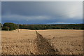 Cross-field footpath to Beech