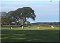 Gwatheg yn pori / Grazing cattle