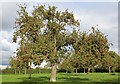 Elderly apple tree, Awnells, Much Marcle