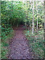 Path through new trees in Linslade Wood