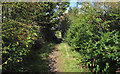 Footpath along Fenn Creek