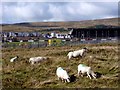 SK0569 : Sheep at  Buxton Raceway by Graham Hogg