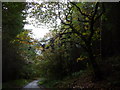 The shoe tree in Blakeridge Wood