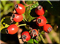 Rosehips, Belfast