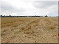 SP1750 : Field at Sheep Leys Farms by Nigel Mykura