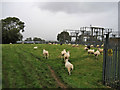 SY3498 : Solar powered sheep? by Richard Dorrell