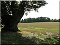 View across stubble by Flordon Hall