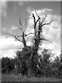 Ivy-clad dead tree