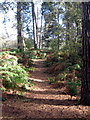 Path in the woods