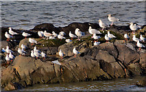 J4682 : Gulls near Crawfordsburn by Albert Bridge