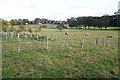 Field and plantation at Calm Slate Farm