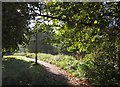 Path on Putney Heath