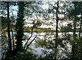 The wooded north-eastern shores of Loughinisland Lake