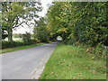 Tree cover over Back Lane