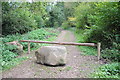 Forest track, Bircham Wood