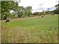 Bisected field near Brassington