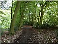 Path in Black Wood