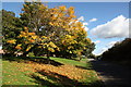 Trees on the dismantled railway line beside Brabazon Way