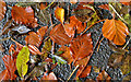 J3369 : Autumn leaves, Lagan towpath, Belfast by Albert Bridge