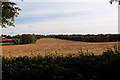 Large field off Deane Down Drove