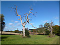 Dead Trees by the Footpath