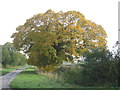 Autumn colour on the lane to Lockington