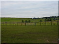 Roadside field west of Swindon