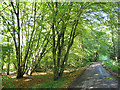 Bridleway through Tye Copse