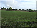 NZ0487 : Farmland near Rothley by JThomas