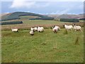 Sheep near Brandleys Cottage