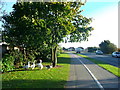 Geese beside St Chad