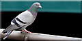 J3474 : Feral pigeon, Belfast (4) by Albert Bridge