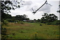 Farmland south of Lark Hill Avenue