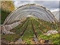 SP0653 : Poly-tunnel by the footpath by David P Howard