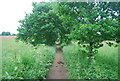 Footpath to Gomshall