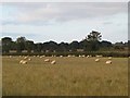 Sheep in field off Hemingsby Lane