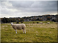 Sheep Pasture at Corbridge