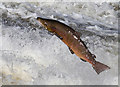 NT4427 : A salmon jumping at Murray's Cauld, Philiphaugh by Walter Baxter