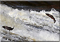 NT4427 : Salmon jumping at Murray's Cauld, Philiphaugh by Walter Baxter