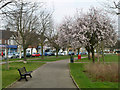 Spring blossom, The Oval