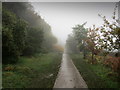 Footpath in The Pinewoods