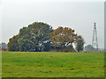 Trees with pylon