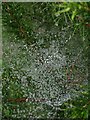 SX9065 : Rain drops on cobweb by Derek Harper