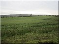 H1789 : Grassland, Lismulladuff by Richard Webb
