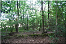 TQ0849 : Woodland by the North Downs Way by N Chadwick