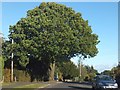 Large tree beside Nanpantan Road in Burleigh